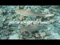 Safari Island (Maldives) | Best of blacktip reef SHARKS encounters