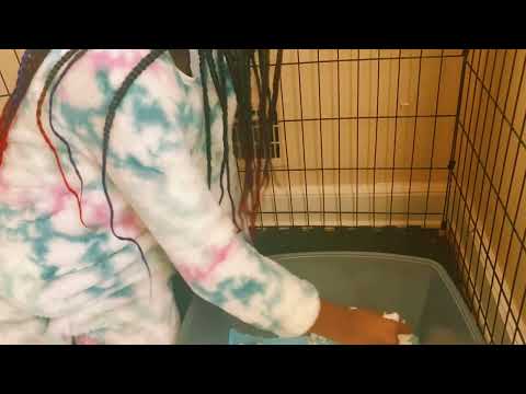 How to clean a rabbit x pen Area/litter box