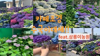 정원도! 카페도! 수국으로 꾸며요