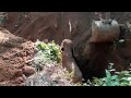 Wild Elephants Salutes The Men Who Rescued Their Baby Elephant From A Ditch