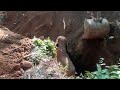 Wild Elephants salutes the men who rescued their baby elephant from a ditch