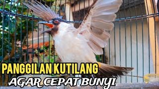 Download lagu kutilang gacor TARUNG buat pancingan kutilang agar bunyi jadikan burung kutilang gacor mp3 Download lagu kutilang gacor TARUNG buat pancingan kutilang agar bunyi jadikan burung kutilang gacor mp3