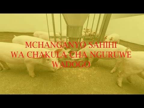 , title : 'Mchanganyo Sahihi Wa Chakula Cha Nguruwe Wadogo..'