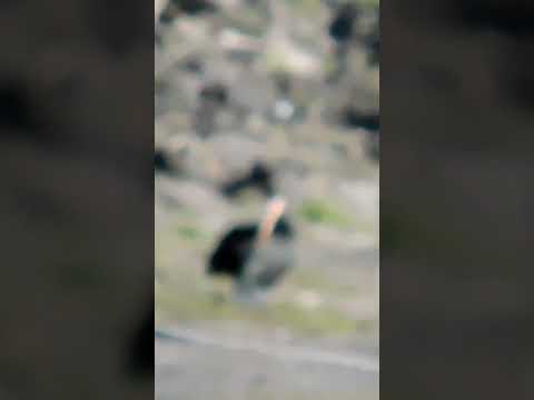 cuervillo cara pelada zona bulevard Artigas y arroyo san Francisco #paysandú  #avesdeluruguay #birds