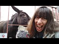 Surprising Top 10 Facts About DONKEYS You Probably Didn T Know