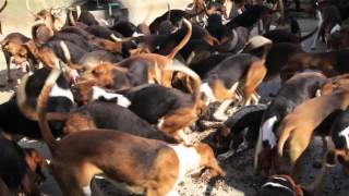 preview picture of video 'The Feeding of the Hounds at Château de Cheverny'
