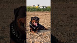 Big Mouth Rottweiler Dog Top Quality 👌  #shorts #dog #dogs #new #property