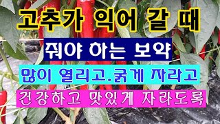 [텃밭농부 1,602]  고추가 익어 갈 때 뿌려 주면 좋은 보약.많이 열리고 굵고 맛있게 자라도록. #고추…