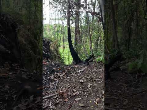 TRILHA EM PRESIDENTE FIGUEIREDO NO AMAZONAS. #shorts #selva #viagem #turismo #animal #natureza #rio