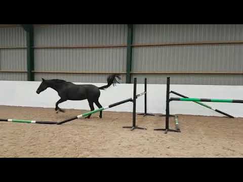 EXCEPTIONAL HOMEBRED BY DIARADO   Ad ref 236583