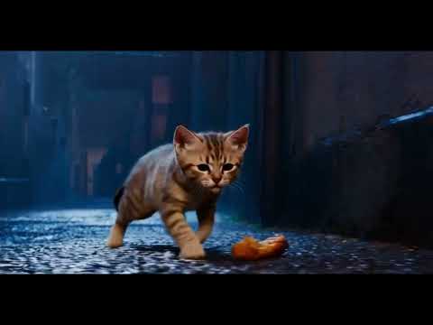 From Weak to Wild: The Kitten Who Refused to Give Up