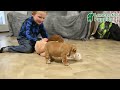 English Bulldog dogs for sale: Princess - Video 1