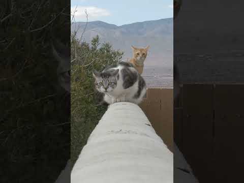 Understand Your Cat's Behaviour !