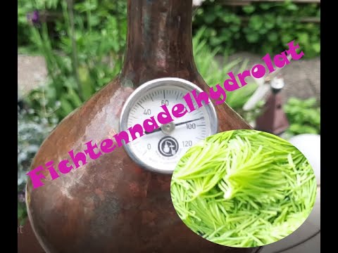 Destillieren von Fichtennadelhydrolat