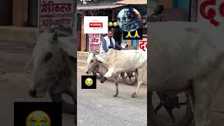 Download lagu A cow is missing a leg—imagine the pain it must be in 😭🙏😭 #gomata #share #like #animals mp3 Download lagu A cow is missing a leg—imagine the pain it must be in 😭🙏😭 #gomata #share #like #animals mp3