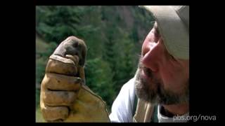 Ecological succession: Life Returns to Mt. St. Helens