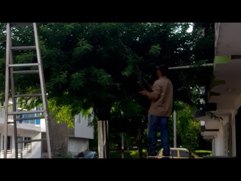 podando árbol ebano 5