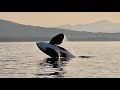 Orcas Hunting Sea Lion In Juneau Alaska Transient Killer Whale Pod Bad Language Warning