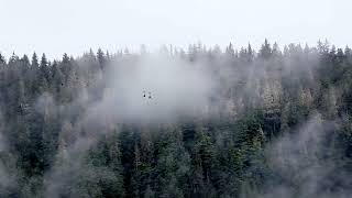 Carnival luminosa Alaska Zipline.