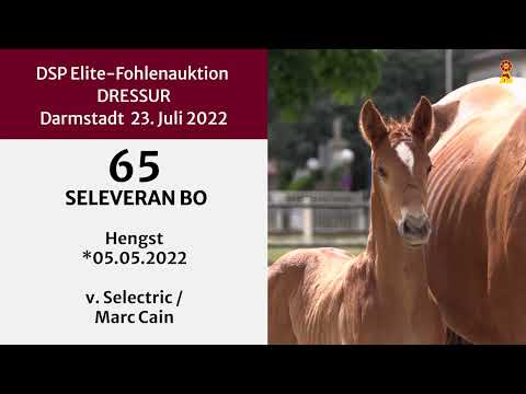 KN 65: Hengstfohlen v. Selectric/Marc Cain