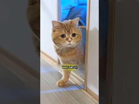 ذكاء قطة لإسعاد طفل حزين! ❤️🐈