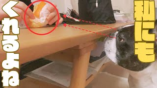 こんなに見つめられたらあげちゃうよね😓（笑）