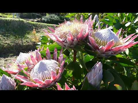 KING Protea @ KULA Lavender Farm in Maui - Protea Cynaroides - South African NATIVE Plant