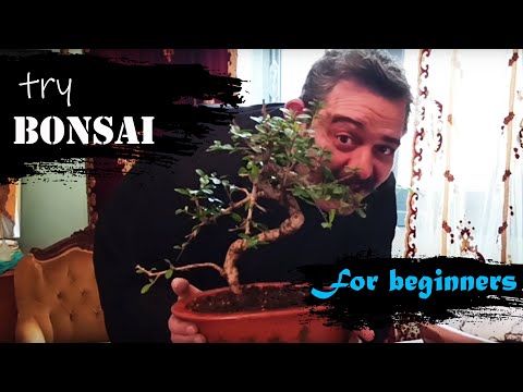 , title : 'Try Bonsai - Μεταφύτευση για Αρχάριους / Repotting Elm Bonsai for Beginners (English subtitles)'