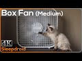 ►10 hours of Box Fan White Noise | Sounds for Sleeping (Medium Speed) with Cute Kitten, Window Fan