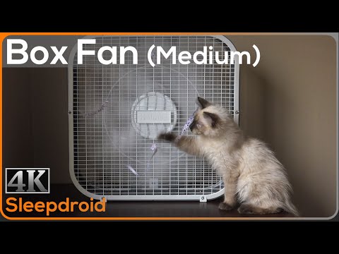 ►10 hours of Box Fan White Noise | Sounds for Sleeping (Medium Speed) with Cute Kitten, Window Fan