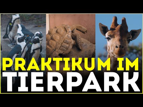 Giraffen-Kacke & Schildkröten, die... | Praktikum im Tierpark Berlin