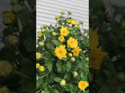 yellow miniature samanthi💛#garden #samanthi#nature