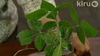 Trisha Shirey and poison ivy:  Central Texas Gardener