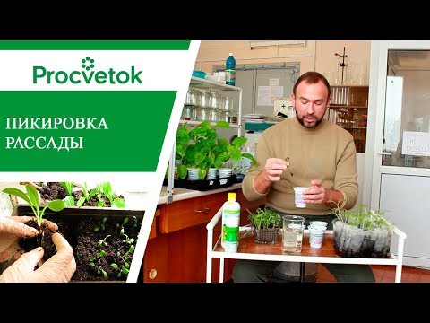 Пикировка томатов, перцев, баклажанов. Простые правила для богатых урожаев.