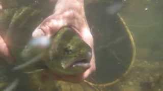 preview picture of video 'Catch and Release Rainbow Trout'