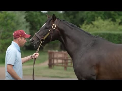 This Racing Life: science of training with Daniel and Claire Kubler + stallions Kameko and Zoustar