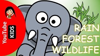 Learn Wild Rainforest Animals Names and Sounds with Actual Pictures - YouTube Kids