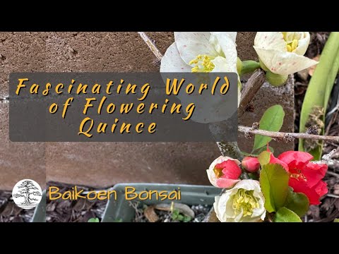 Fascinating World of Japanese Flowering Quince - Bonsai Techniques - Tom Lau - Baikoen Bonsai Club