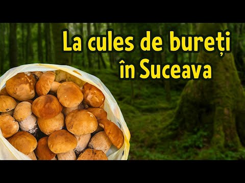 Walking through the forests of Suceava – my first experience picking sponges