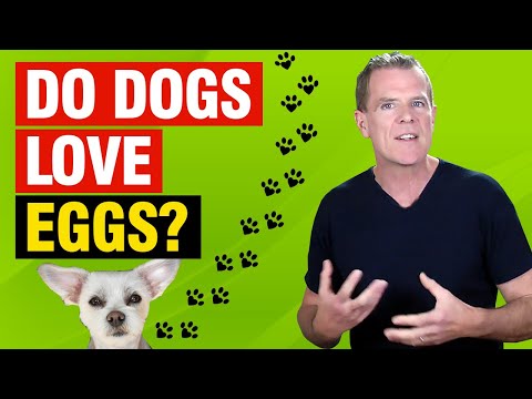 YouTube video about: Are fried eggs good for dogs?