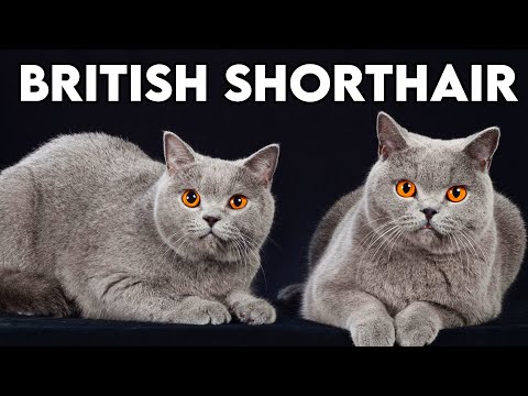 , title : 'Pisica British Shorthair - Tot Ce Trebuie Sa Stii Despre Ea'