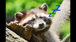 深夜にゲリラライブw眠くなるまでやるよー！