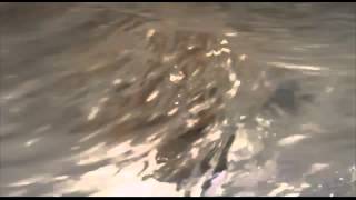 Pipe Dreams: Pale Days