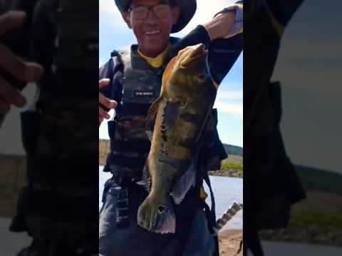 Tucunaré 58 cm três ranchos Goiás esse é monstro 😱😱😱😱😱👀
