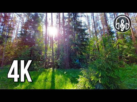 Birdsong in the evening forest. 3 Hours of video in 4K.