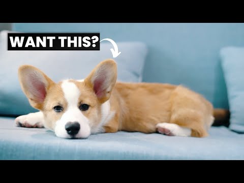 Demanding Dog? Train Your Dog to Settle