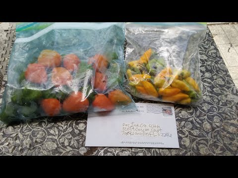 Mail and pepper tasting Video