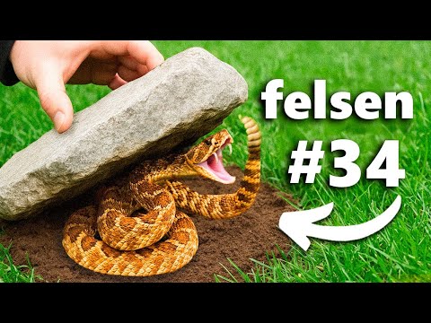 Ich Habe 100 Steine Umgedreht, Das Habe Ich Gefunden …