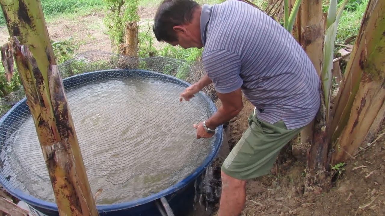 COMO CRIAR TILÁPIA EM CAIXA D'ÁGUA