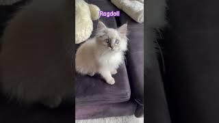 Arrivée de notre chaton Ragdoll